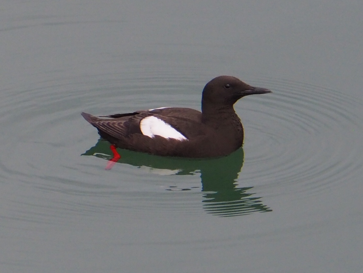 Black Guillemot